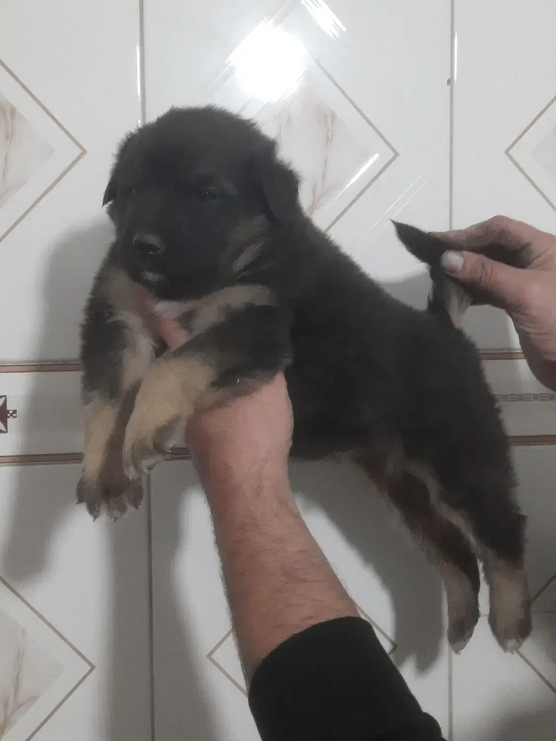 توله ژرمن شولاین ماده هست|سگ|تهران, جوادیه|دیوار