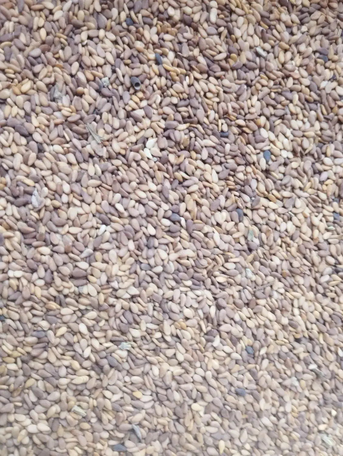 کنجد|عمده‌فروشی|مراوه, |دیوار