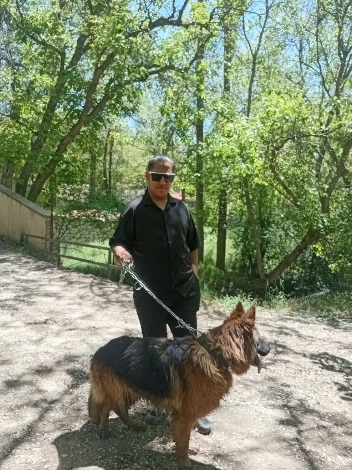 سگ گمشده|حیوانات|کرج, حصارک بالا|دیوار