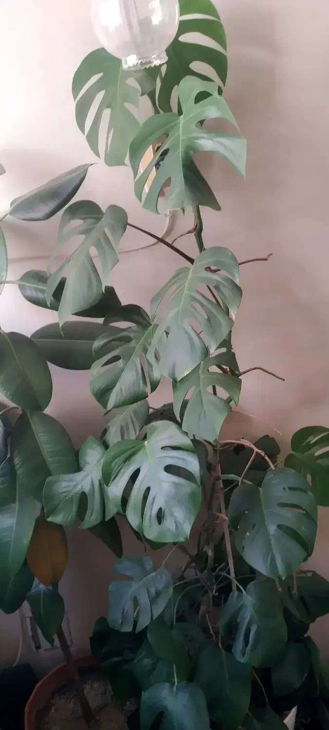 گل برگ انجیری، بگونیا خال سفید، قاشقی، سانسوریا|گل و گیاه طبیعی|شیراز, گود خزینه|دیوار