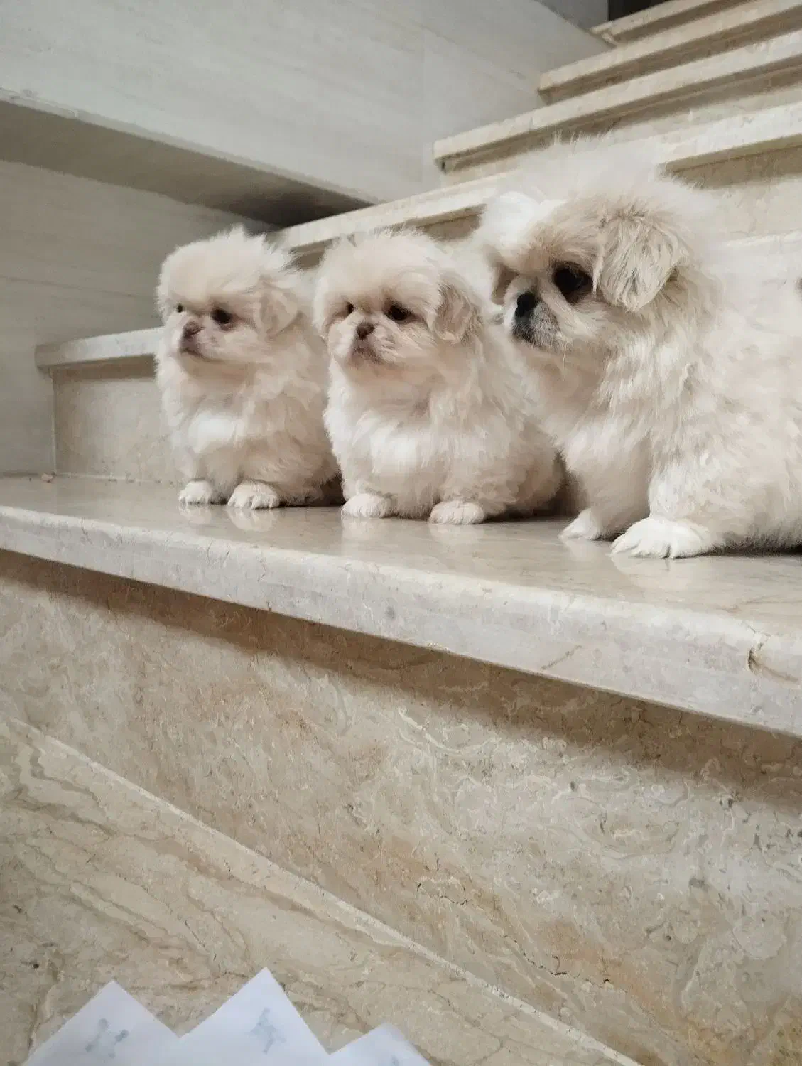 سه عدد پسر ویک دختر|سگ|بندر انزلی, پیل علی باغ|دیوار