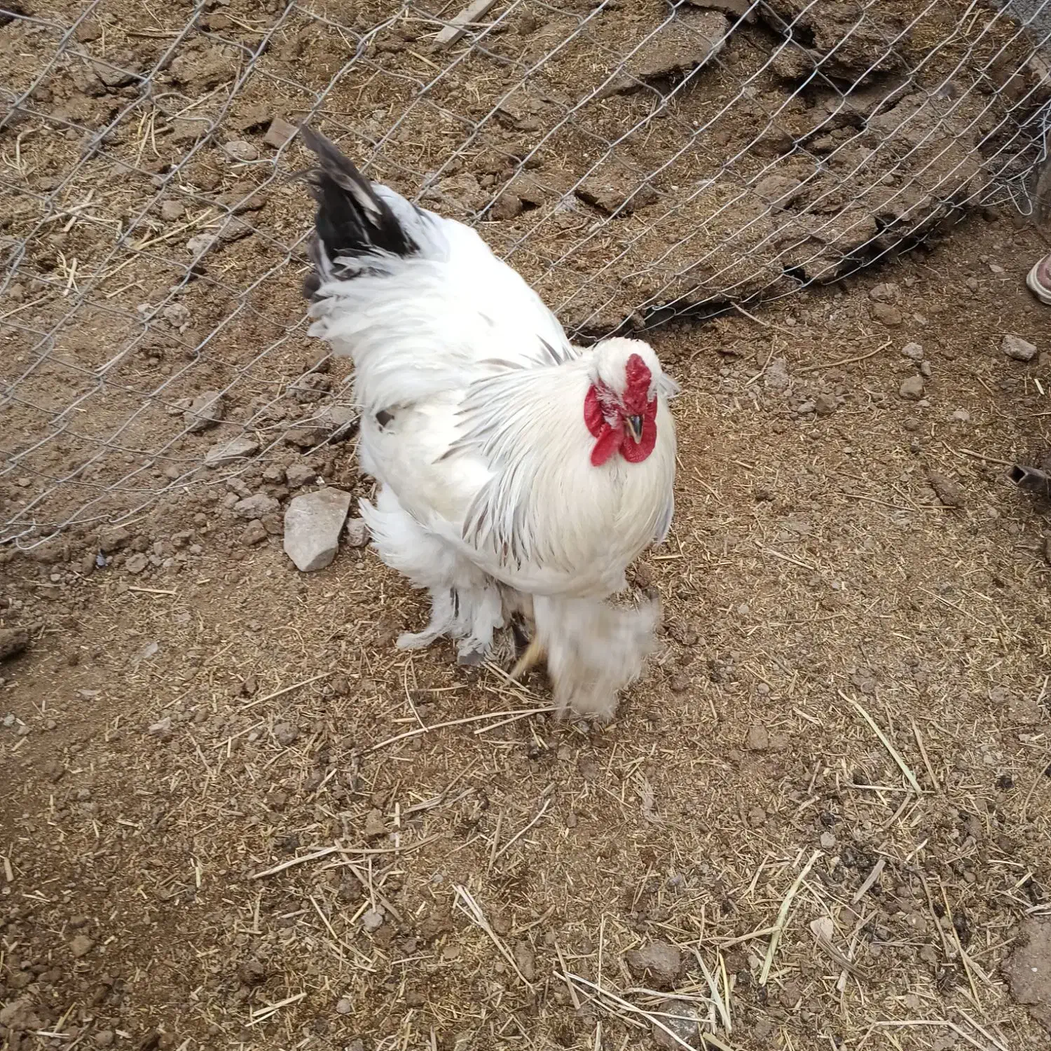 ses|حیوانات مزرعه|مشهد, لک لک|دیوار