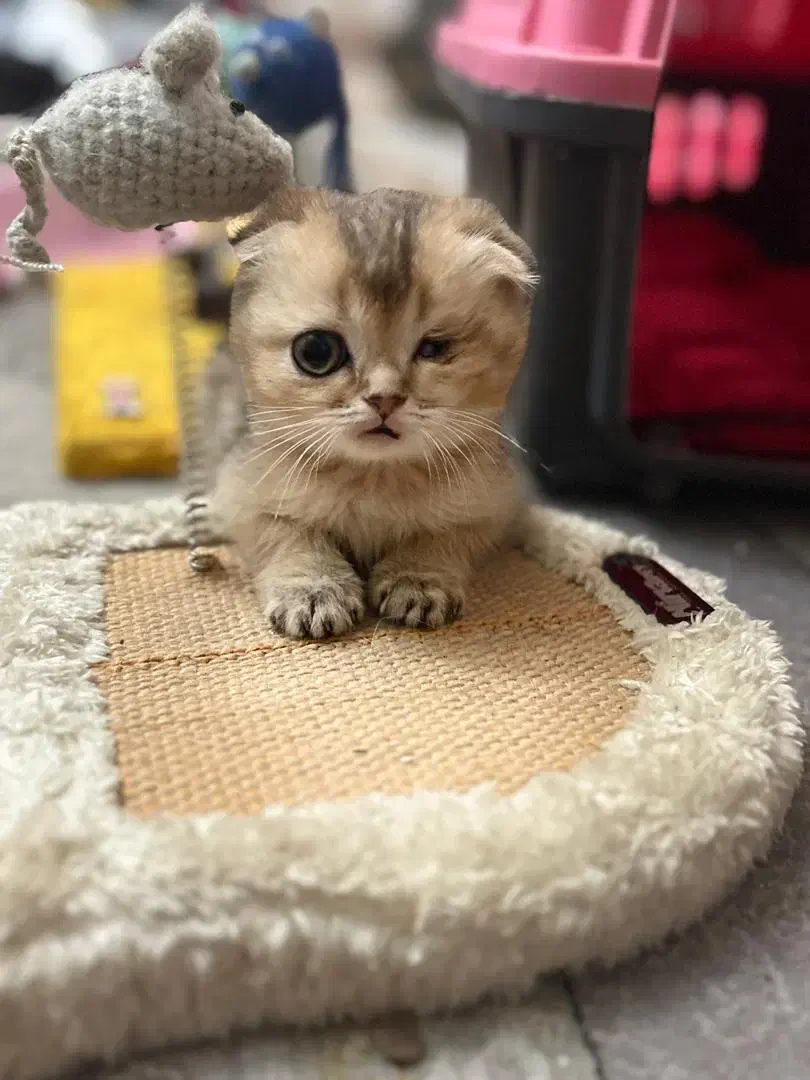 گربه اسکاتیش فولد و ny12 گلد|گربه|تهران, گلستان (شهرک راه آهن)|دیوار