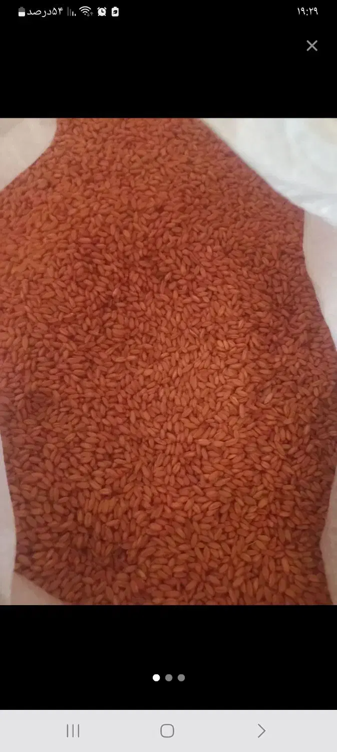 بذر گندم دیم هشترود|عمدهفروشی|حلب, |دیوار