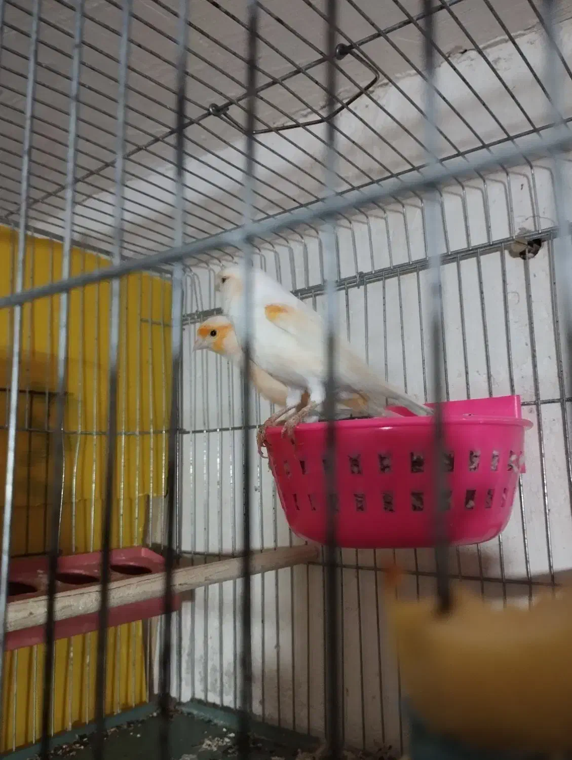 صندلی|میز و صندلی غذاخوری|فسا, |دیوار