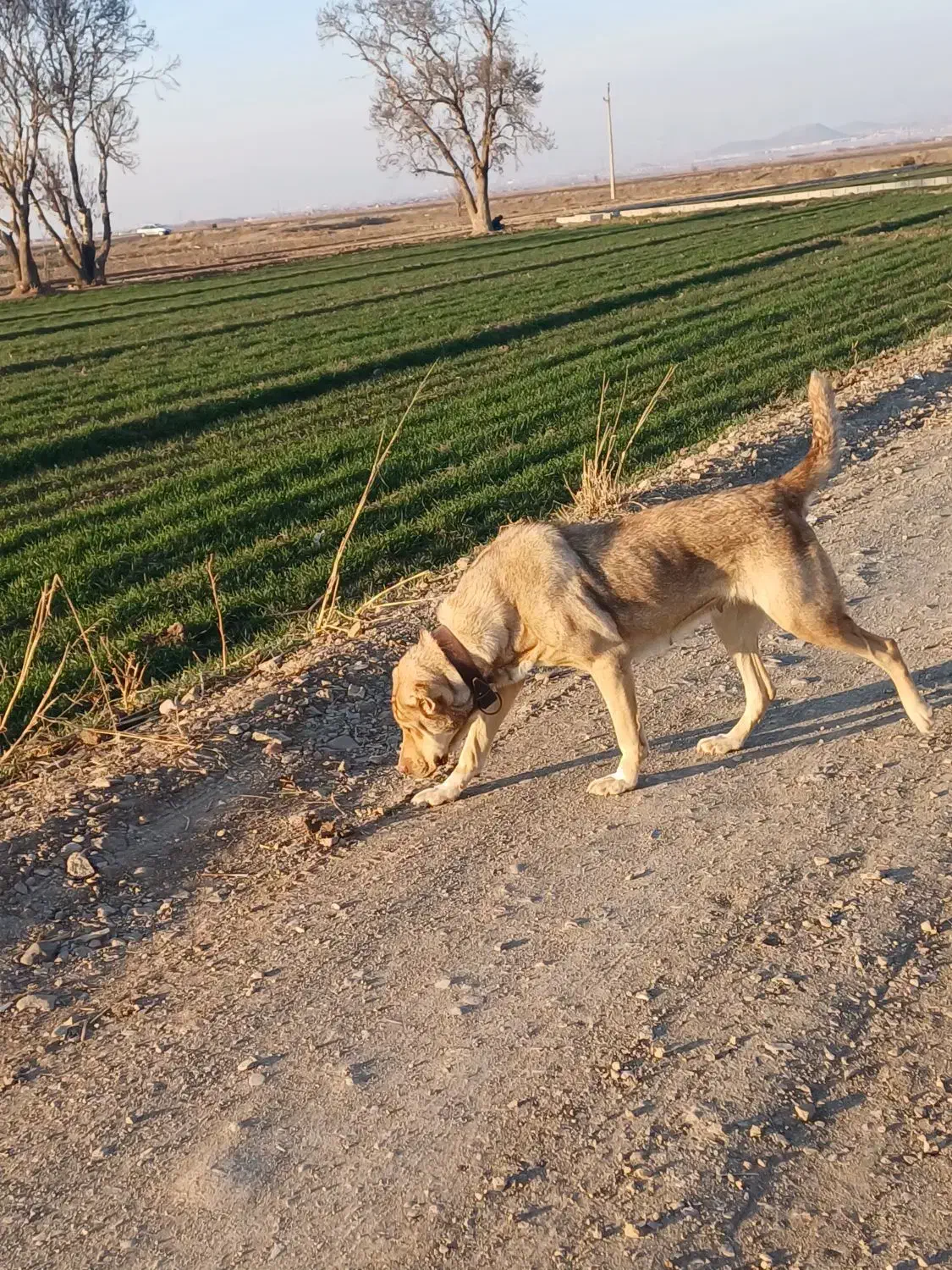 سگ ماده عراقی|سگ|بشاریات, |دیوار