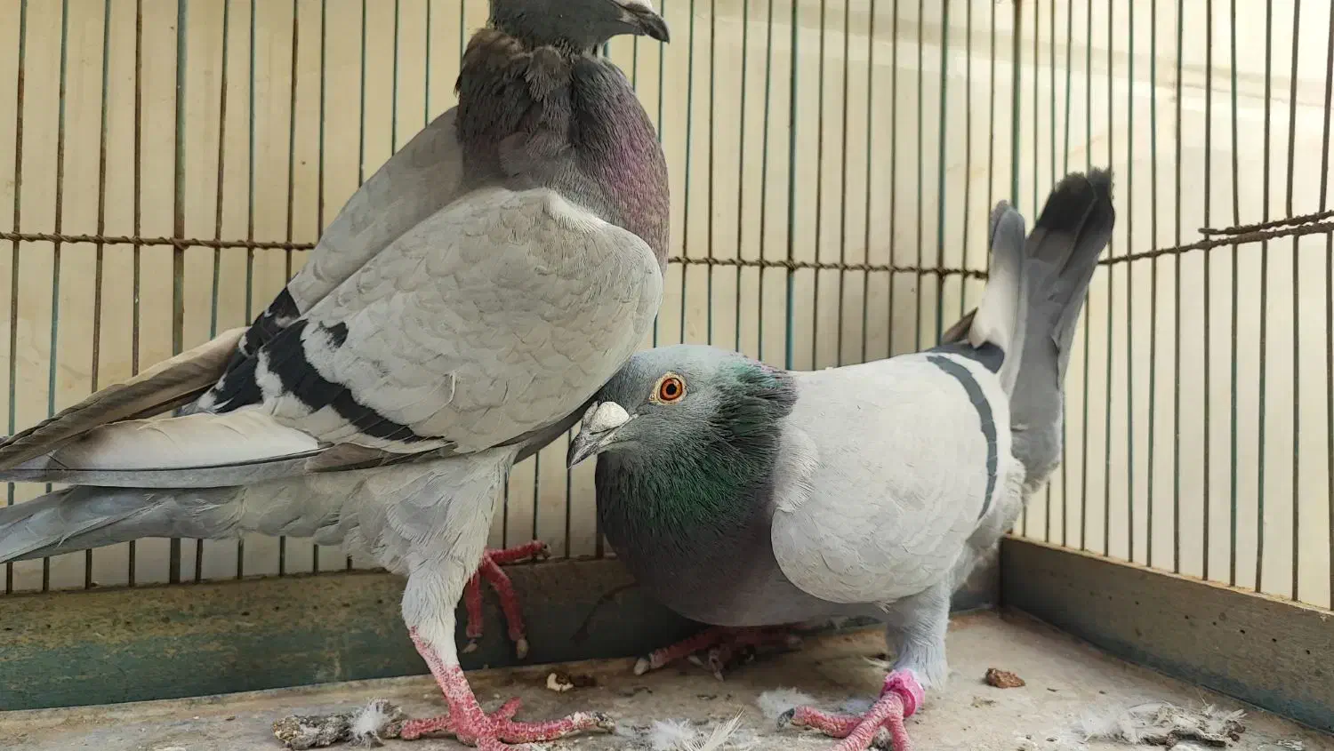 پلاکی مسافتی|پرنده|قم, انسجام|دیوار