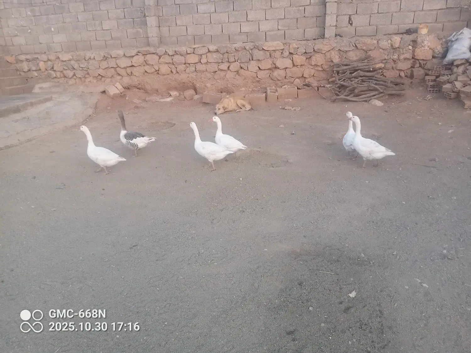 غاز سرحال|حیوانات مزرعه|چگنی, |دیوار