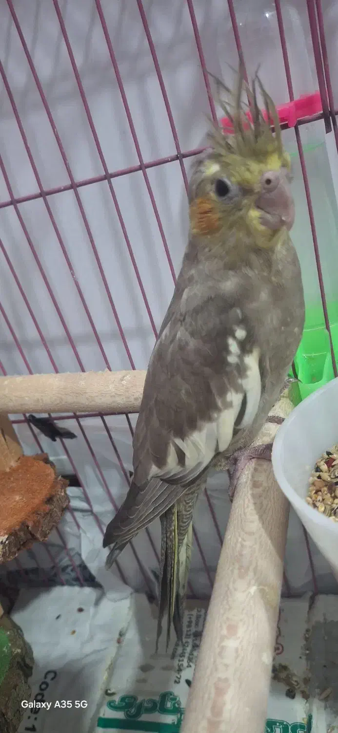 عروس هلندی|پرنده|قشم, |دیوار