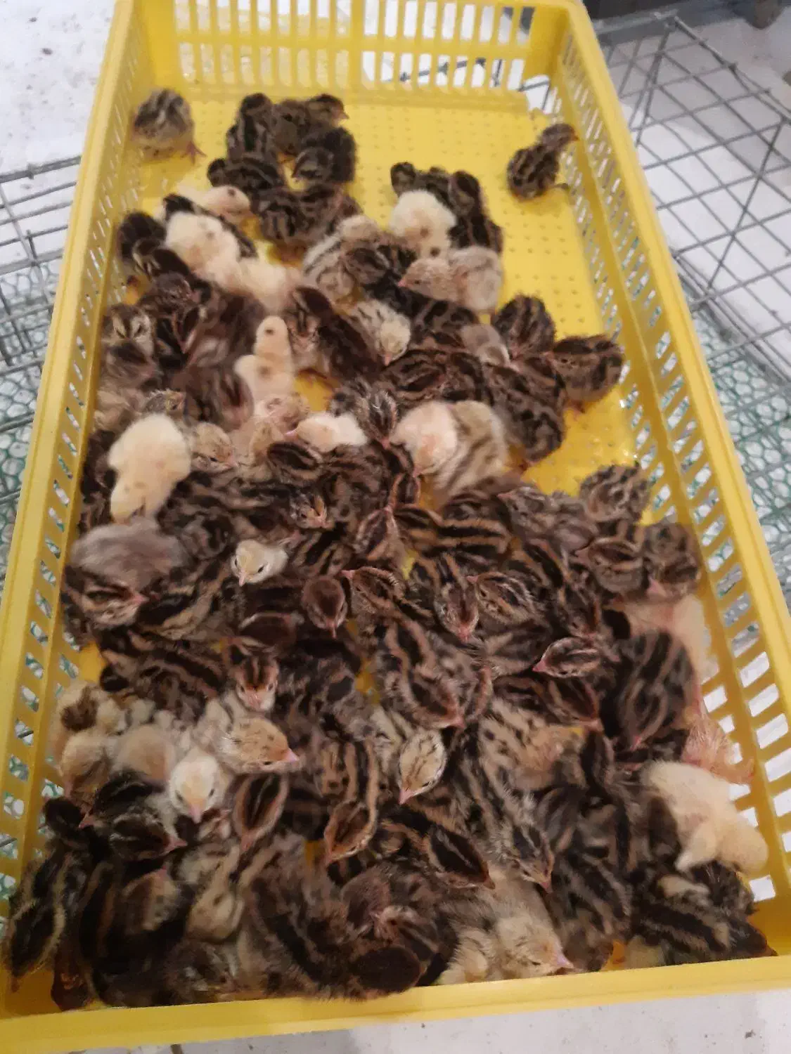 جوجه بلدرچین|حیوانات مزرعه|مشهد, حضرت حجت|دیوار