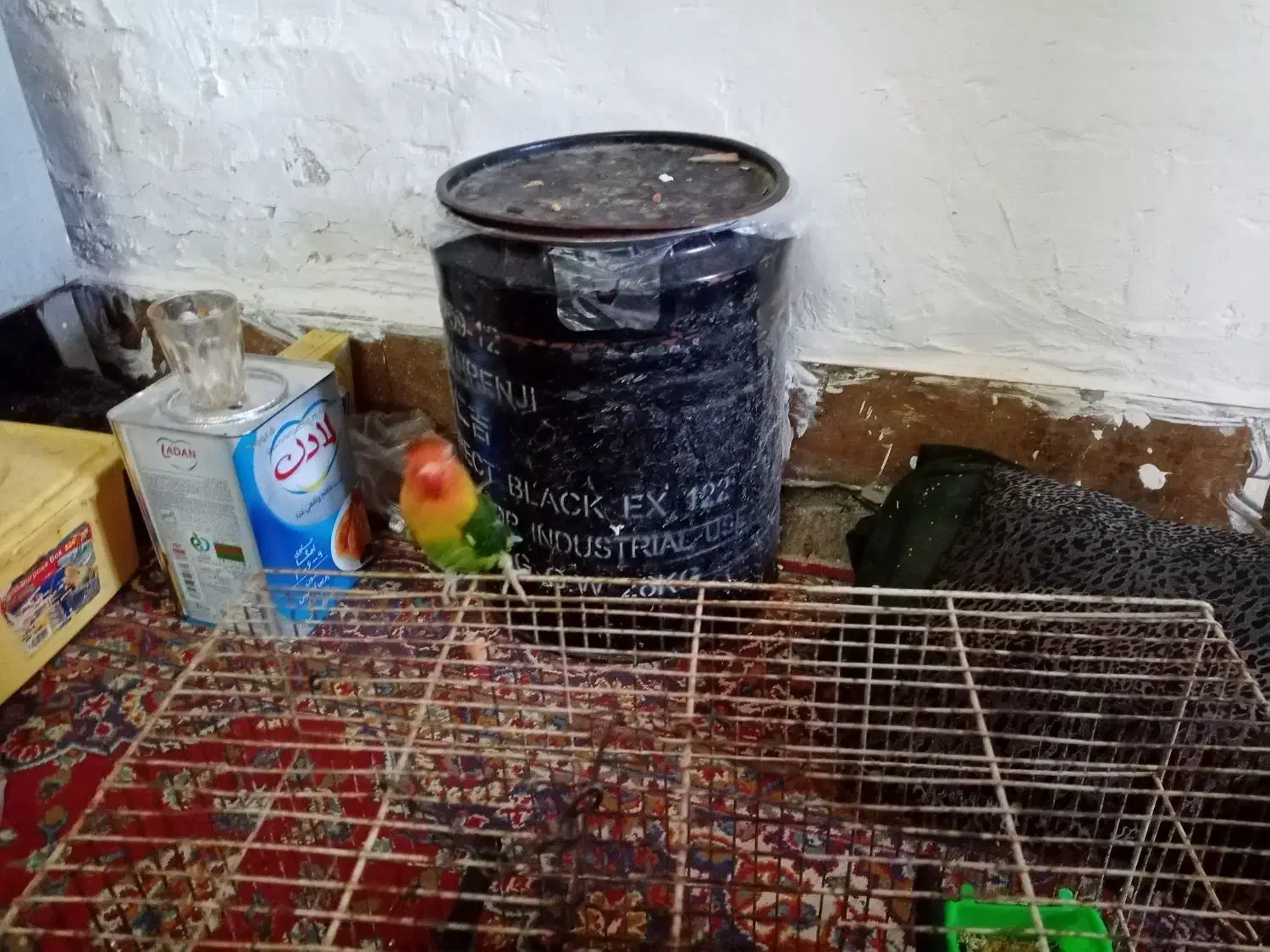 فروشه کوتوله برزیلی،|پرنده|جهرم, |دیوار