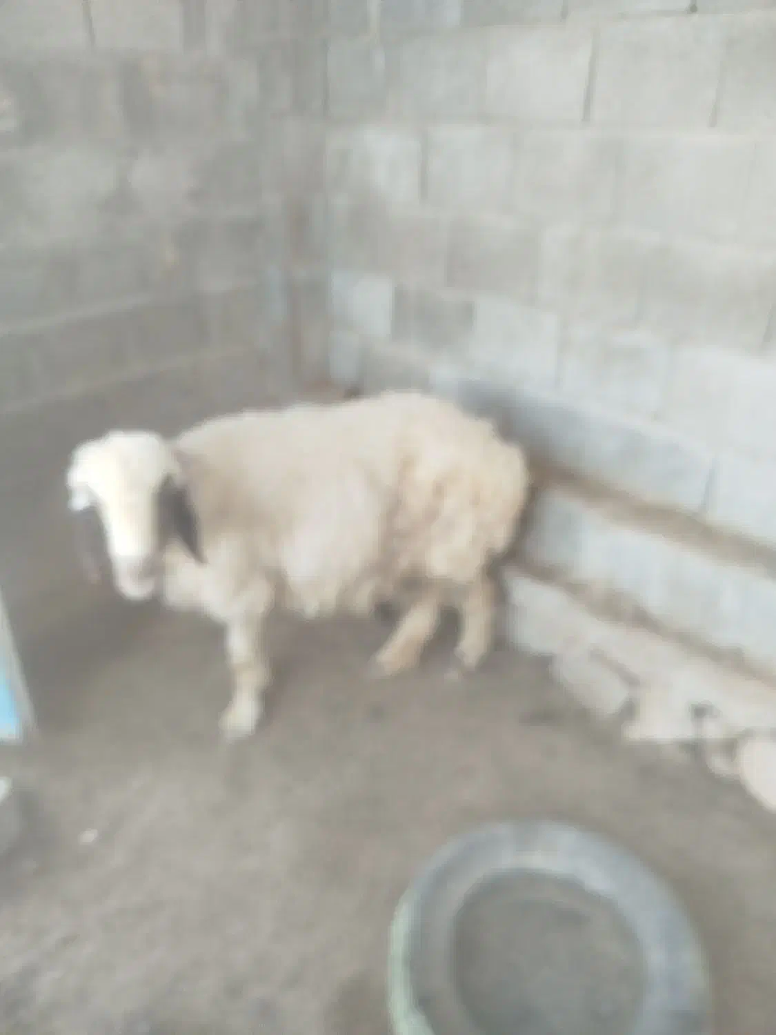 فروش میش|حیوانات مزرعه|خورموج, |دیوار