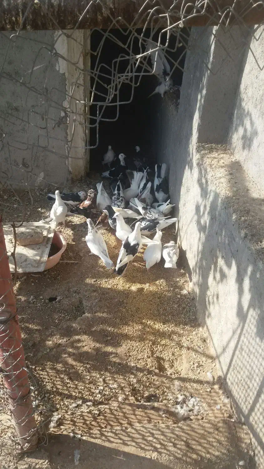 کبوتر|پرنده|بادرود, |دیوار