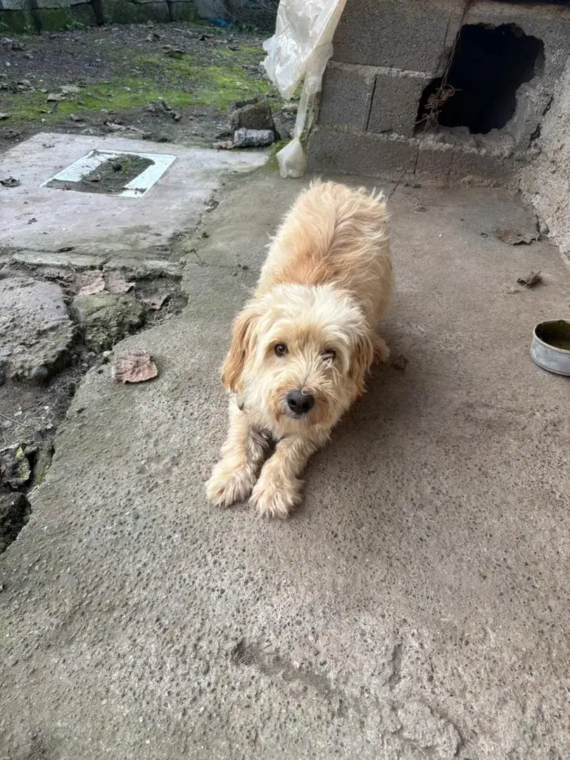 واگذاری سگ پشمالو|سگ|کوچصفهان, |دیوار