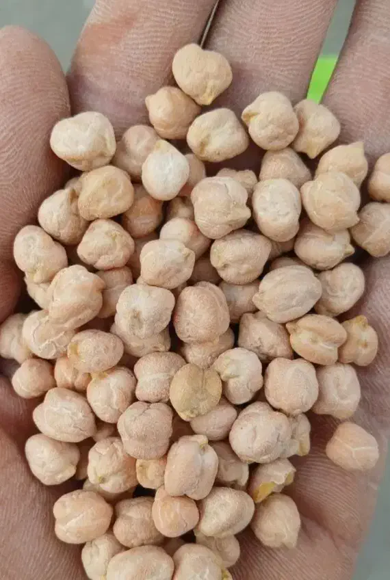 نخودسفید|حراج|بیرانوند, |دیوار