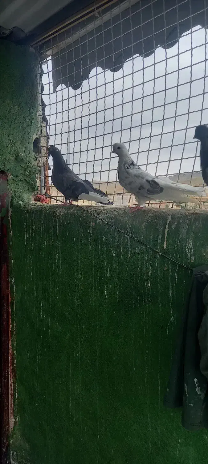کبوتر ده عدد اصیل قیمت توافقی|پرنده|انگوت, |دیوار