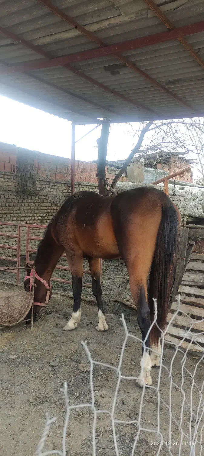 اسب|اسب و تجهیزات اسب‌سواری|بندر گز, |دیوار