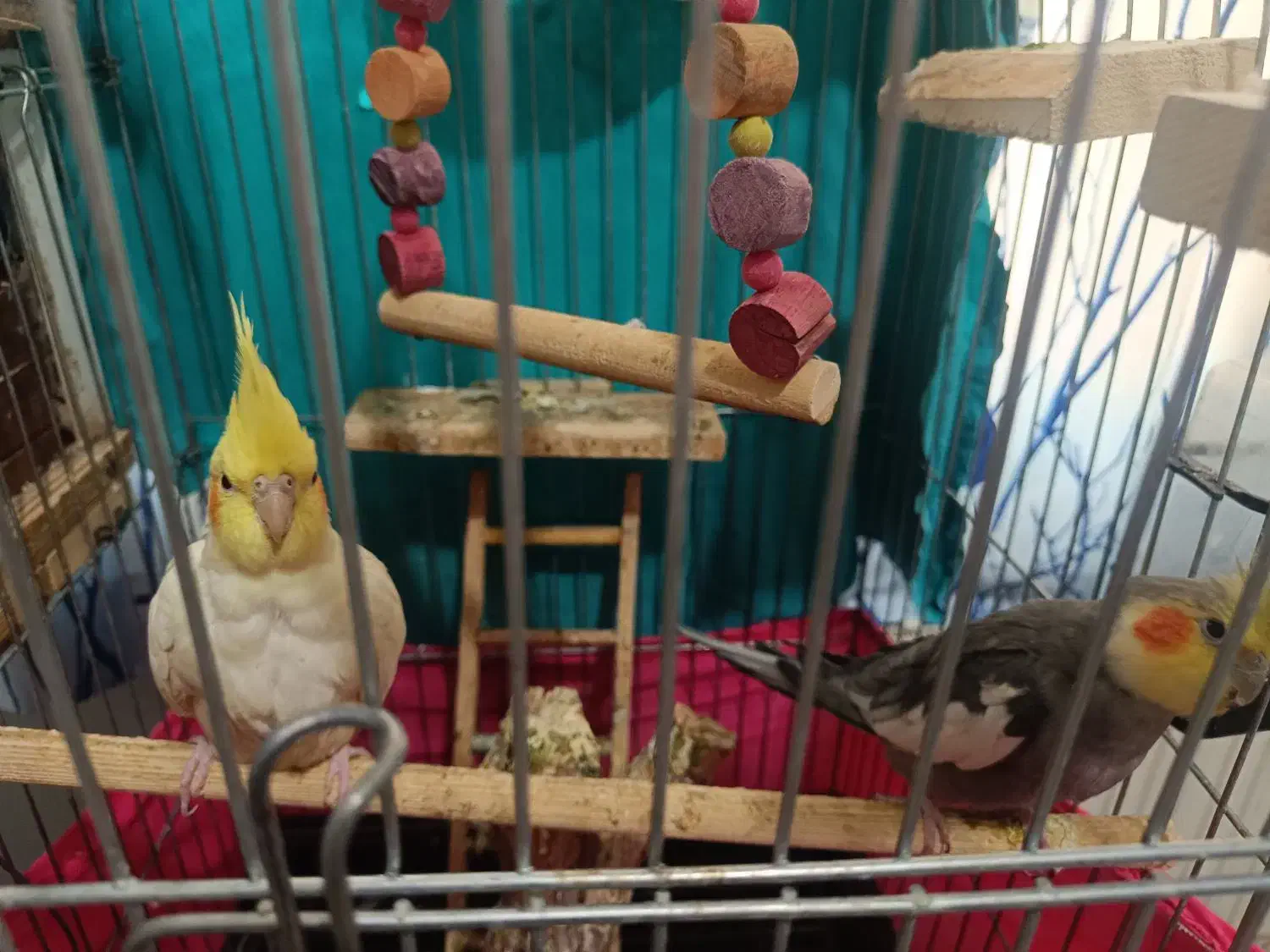 جفت عروس مولد با کلیه لوازم|پرنده|محمدشهر, شهرک پیام (مهرالبرز)|دیوار