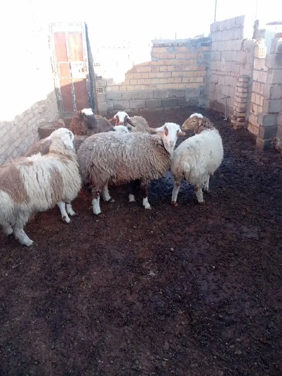 بره|حیوانات مزرعه|سده (خراسان جنوبی), |دیوار