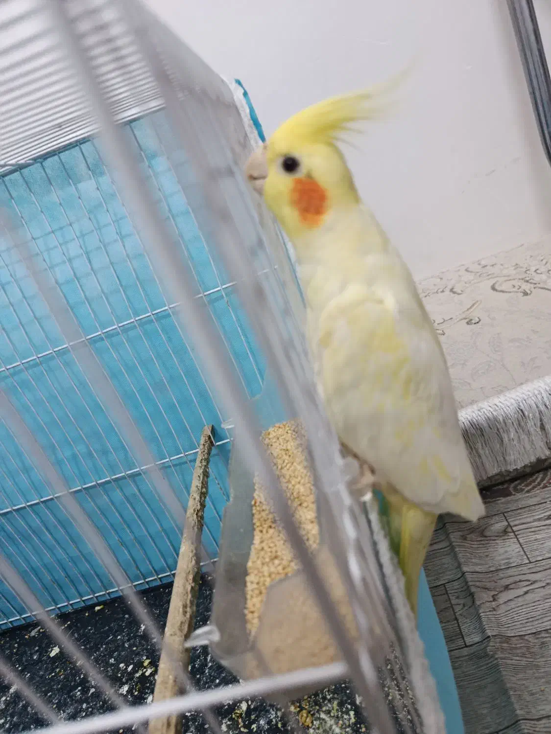 عروس هلندی زعفرانی|پرنده|مشهد, شهید قربانی|دیوار