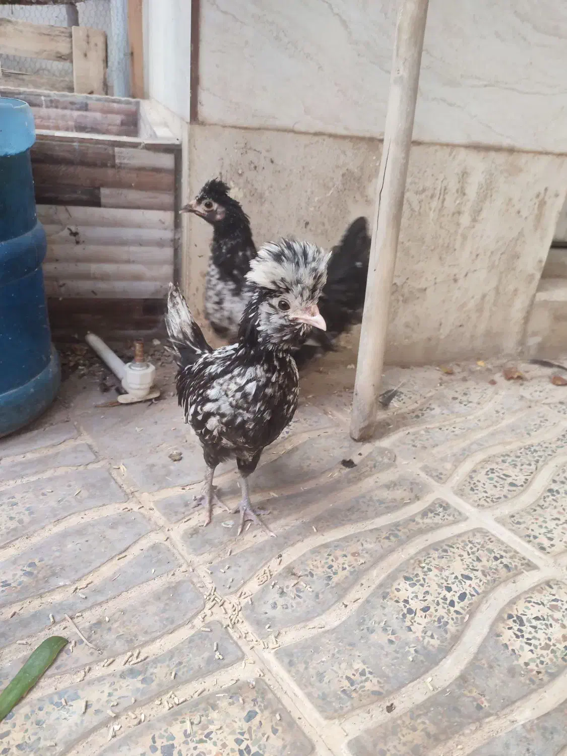 جوجه لهستانی و دو رگه|حیوانات مزرعه|بروجرد, |دیوار