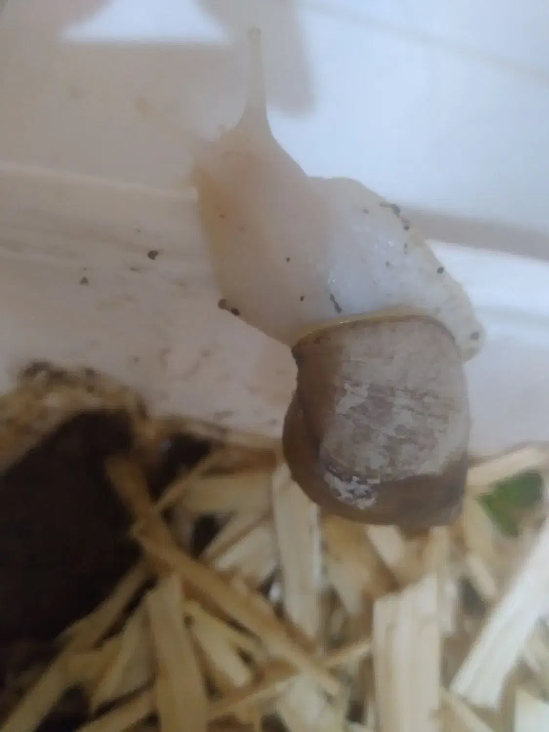 حلزون بهداشتی|خزنده|پردیس, فاز ۸|دیوار