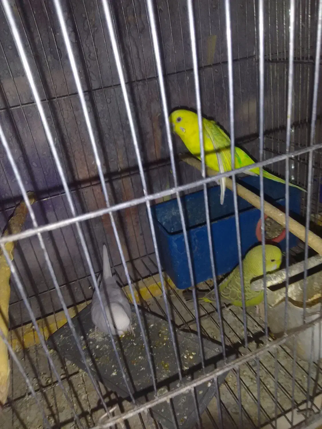 شاه طوطی .عروس .مرغ عشق .فنچ.سیمرغ|پرنده|ساوه, |دیوار