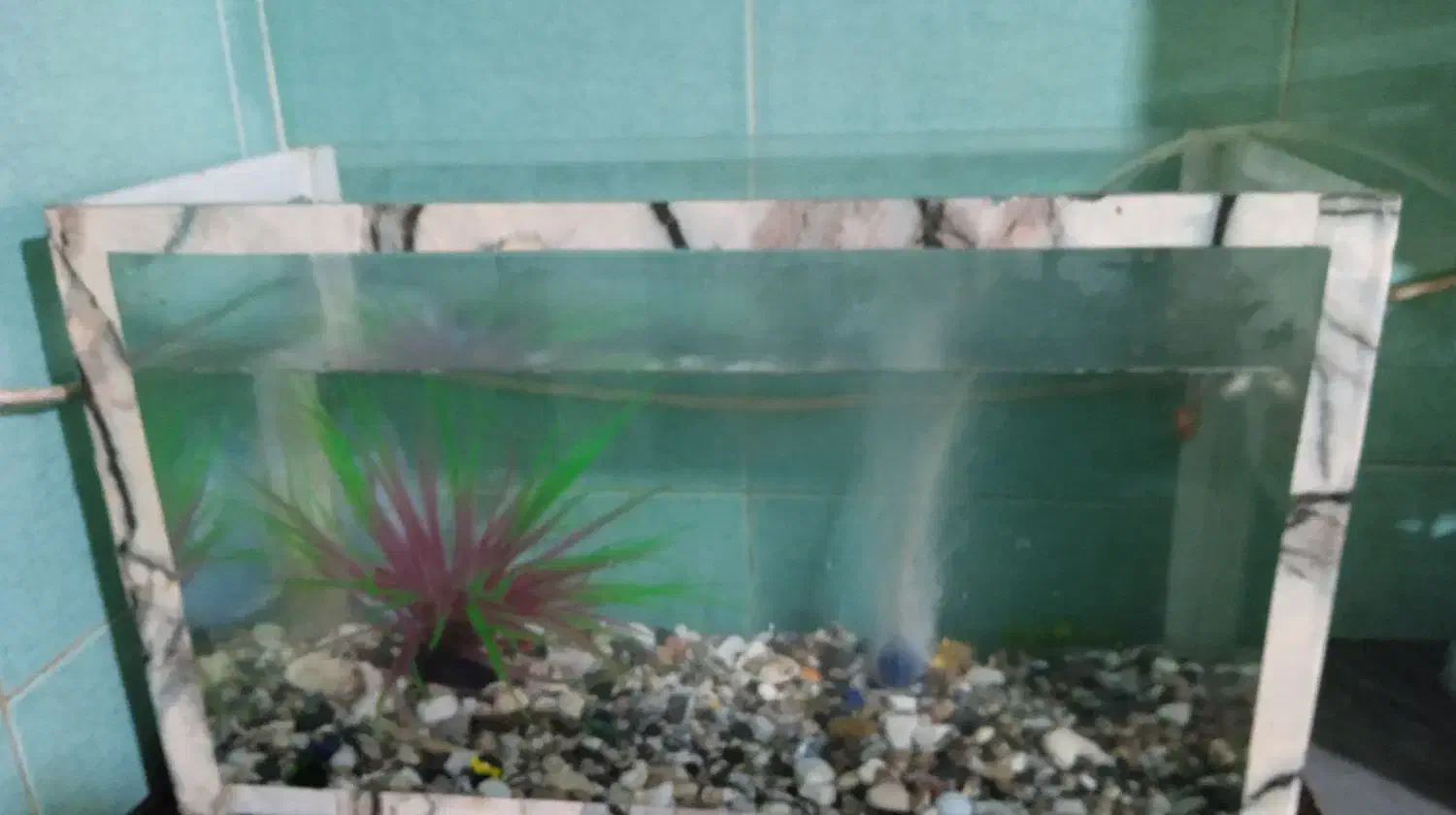 اکواریوم با ماهی و وسایل|ماهی|کرمان, |دیوار