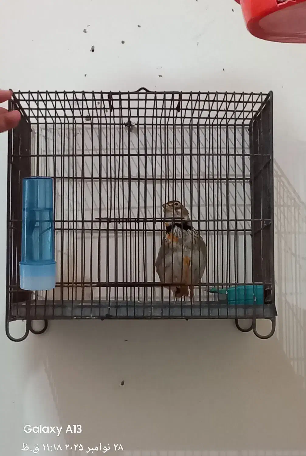 سهره شاه تخم مست بخون|پرنده|کرج, کوی امامیه|دیوار