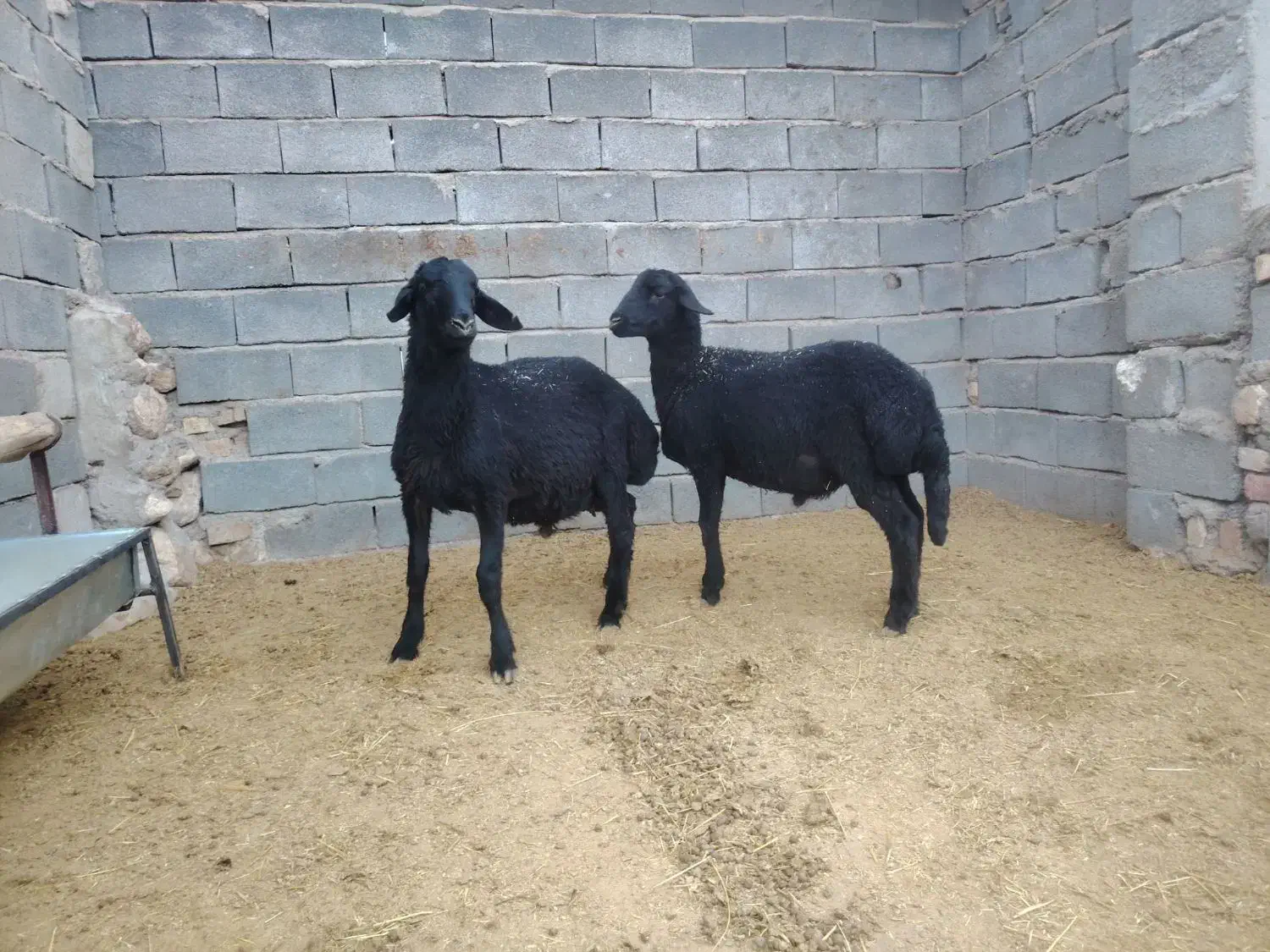 بره قوچ همو و هترو|حیوانات مزرعه|کمیجان, |دیوار