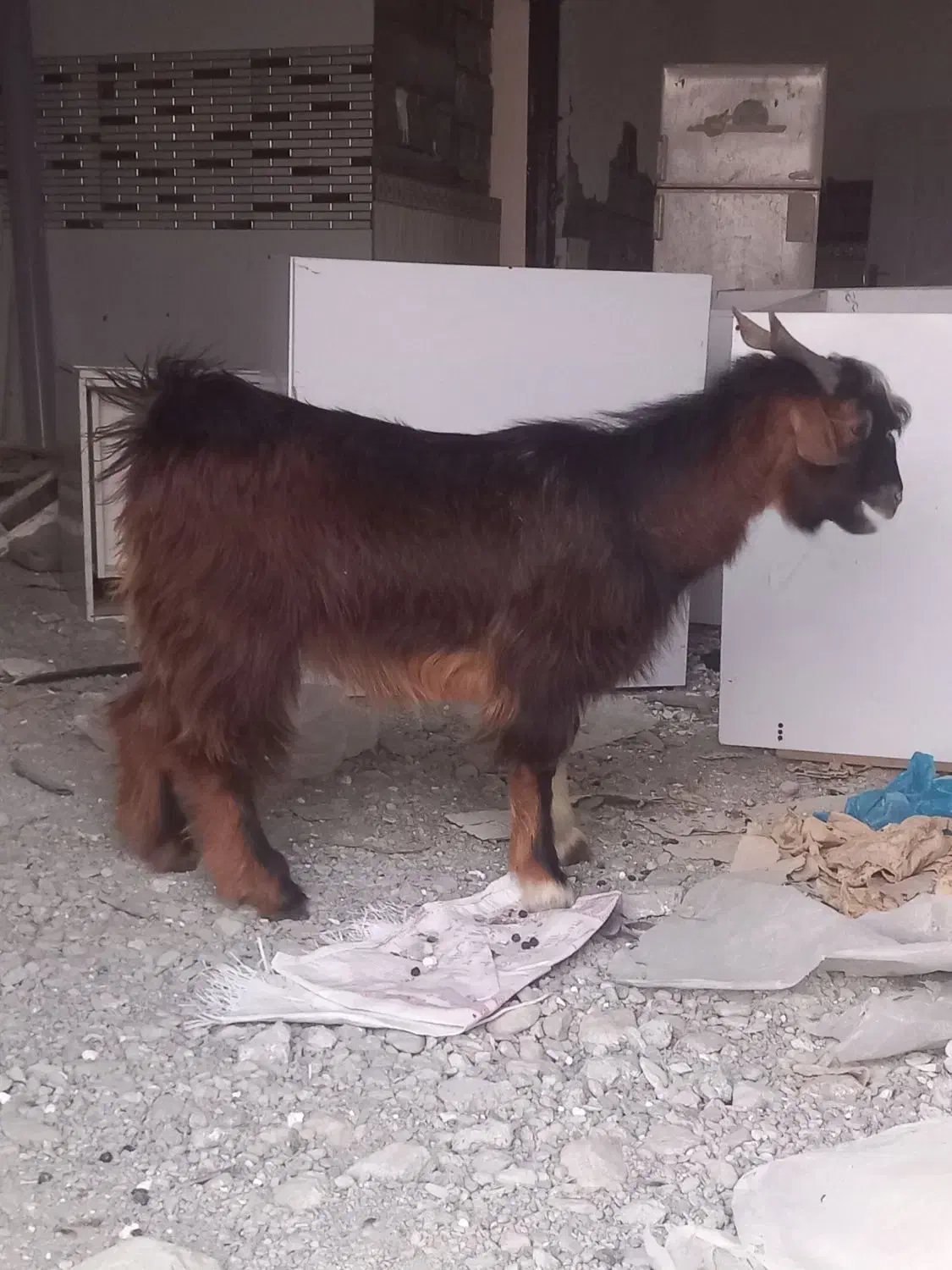 بز نر چاق|حیوانات مزرعه|میناب, |دیوار