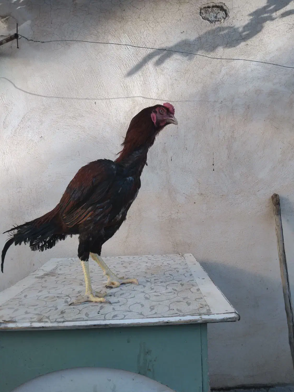 خروس لاری|حیوانات مزرعه|شیراز, محراب|دیوار