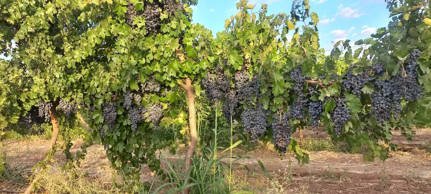 فروش باغ انگور داربستی.بادام. گردو.وزمین|فروش زمین و ملک کلنگی|بیلوار, |دیوار