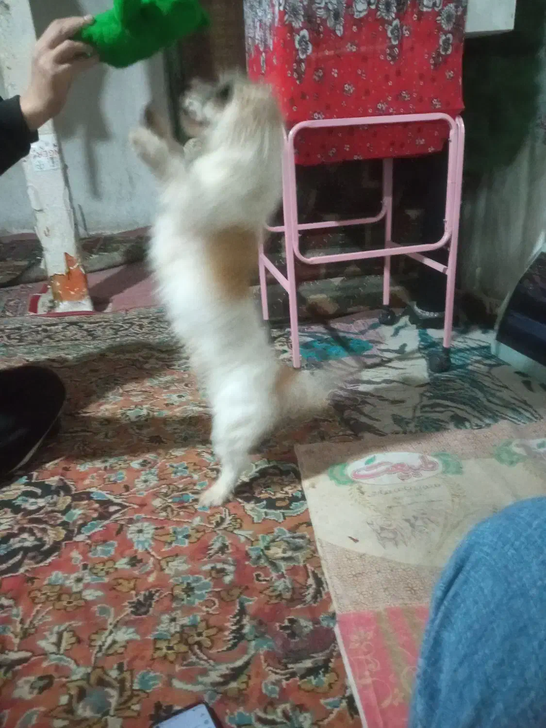 فروش سگ خانگی|سگ|نقده, |دیوار