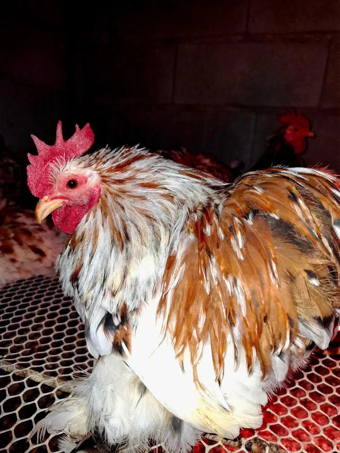 خروس کوشین|حیوانات مزرعه|کرمان, |دیوار