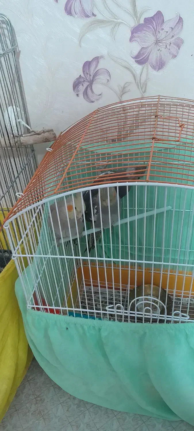 عروس هلندی|پرنده|آبسرد, |دیوار