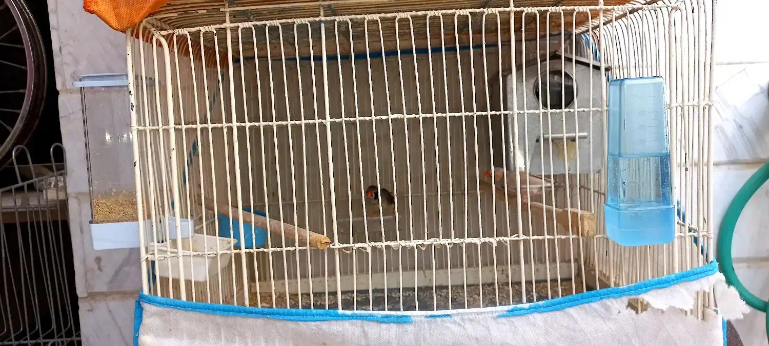 فنج های مولد جف باقفسو بدون قفس بشرط جوجه|پرنده|قم, شاه ابراهیم|دیوار