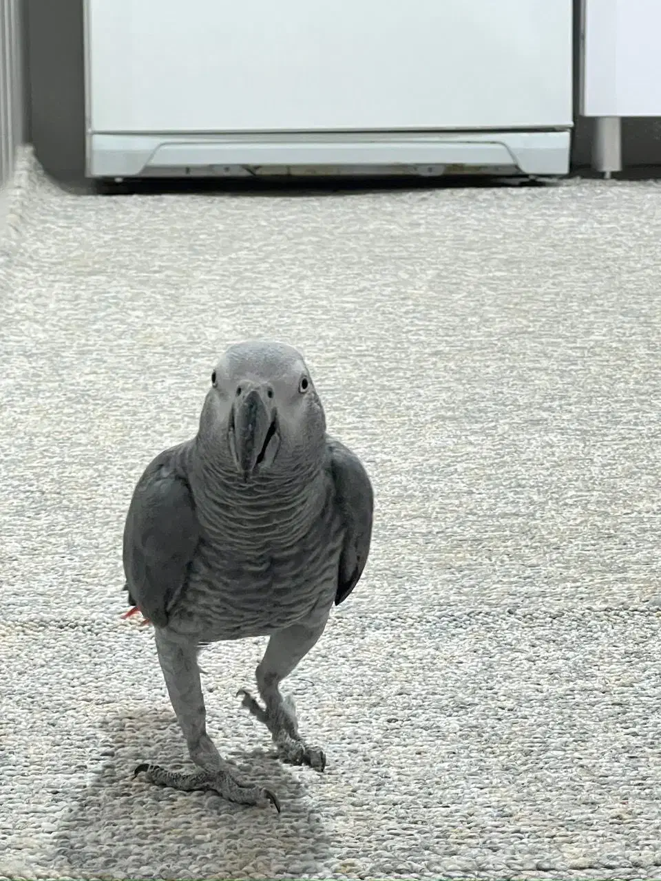 طوطی کاسکو|پرنده|مهر, |دیوار