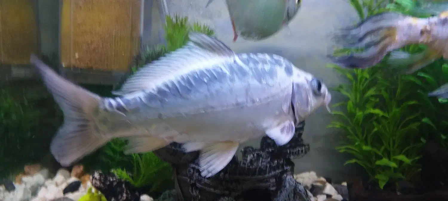 ماهی|ماهی|همدان, |دیوار