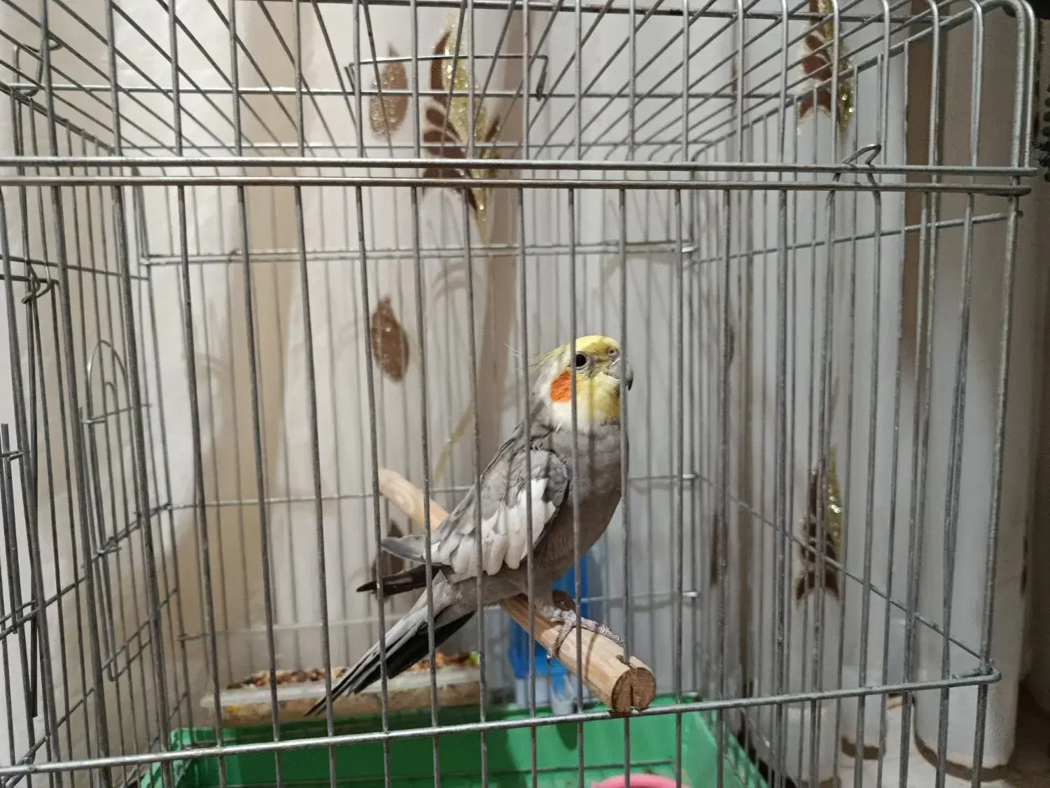 عروس هلندی|پرنده|ایوان, |دیوار