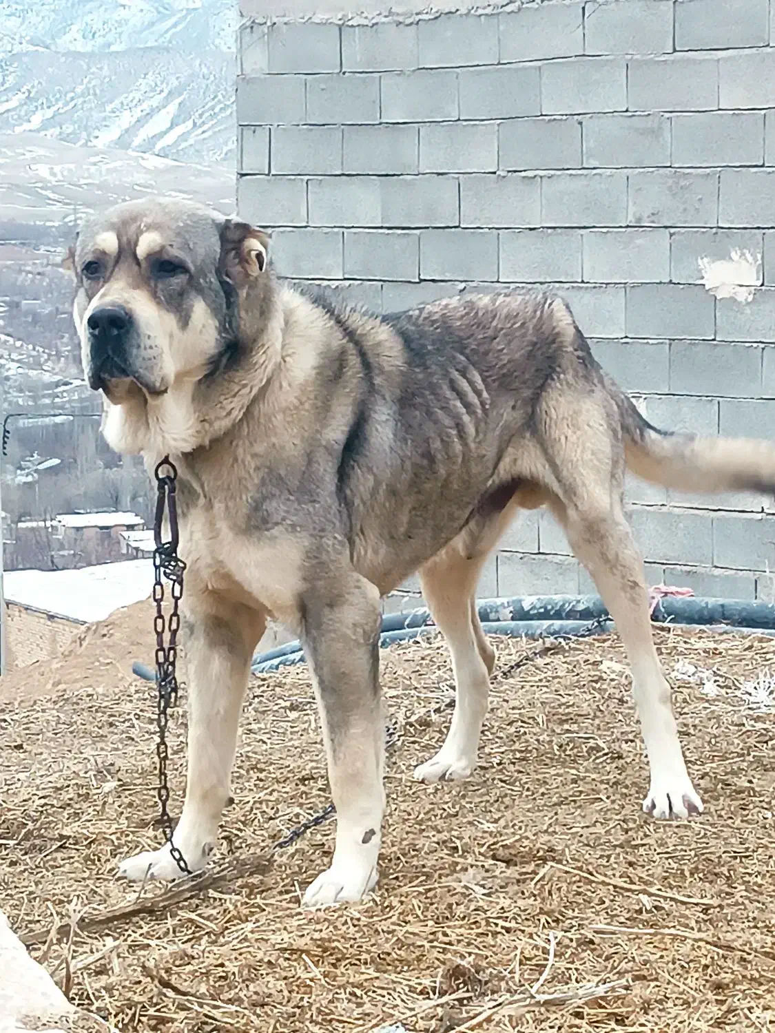 سگ پژدر|سگ|آشخانه, |دیوار