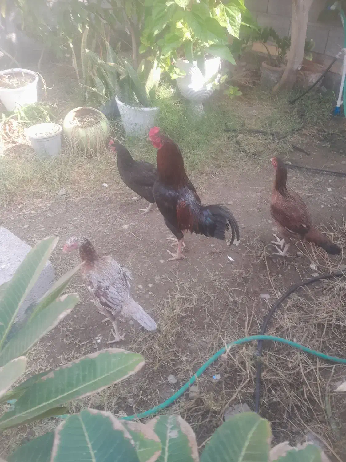 مرغ و خروس|حیوانات مزرعه|میناب, |دیوار