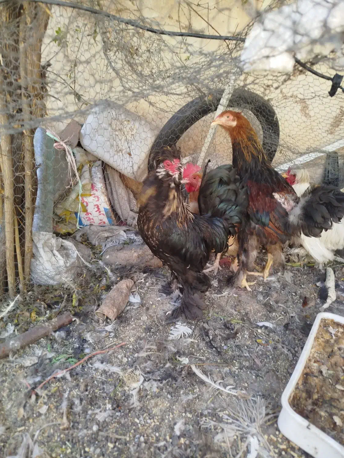 مرغ و خروس|حیوانات مزرعه|شیراز, دارالرحمه|دیوار