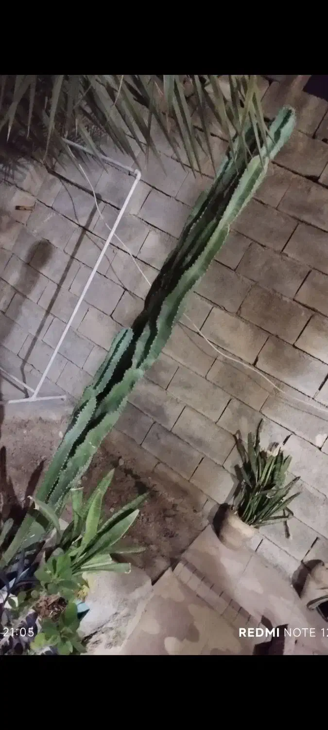 فروش کاکتوس سایزهای مختلف|گل و گیاه طبیعی|خورموج, |دیوار