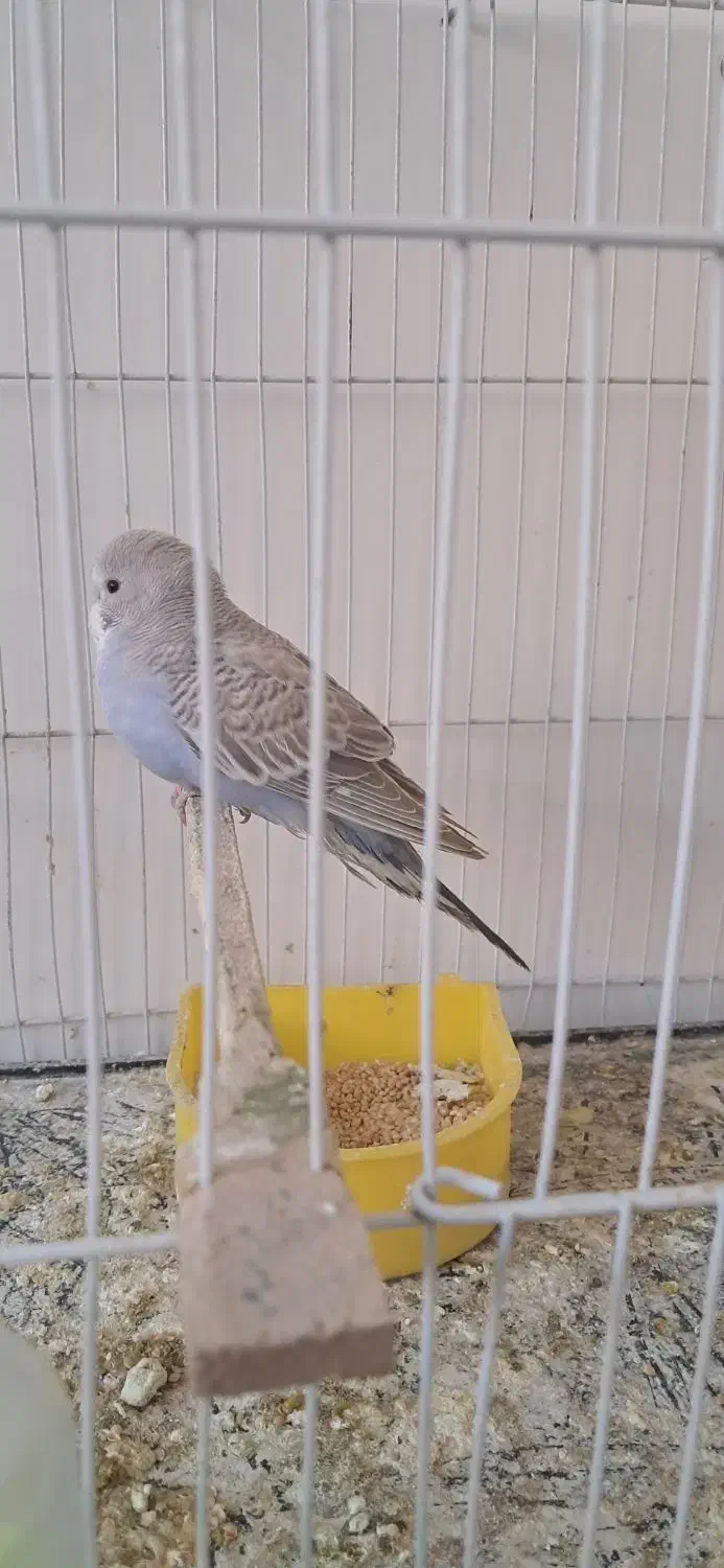 معاوضه مرغ مینا ومرغ باکوتوله|پرنده|بجنورد, |دیوار