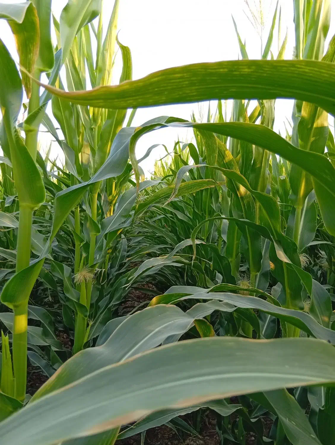 فروش ذرت علوفه|عمده‌فروشی|ارسنجان, |دیوار