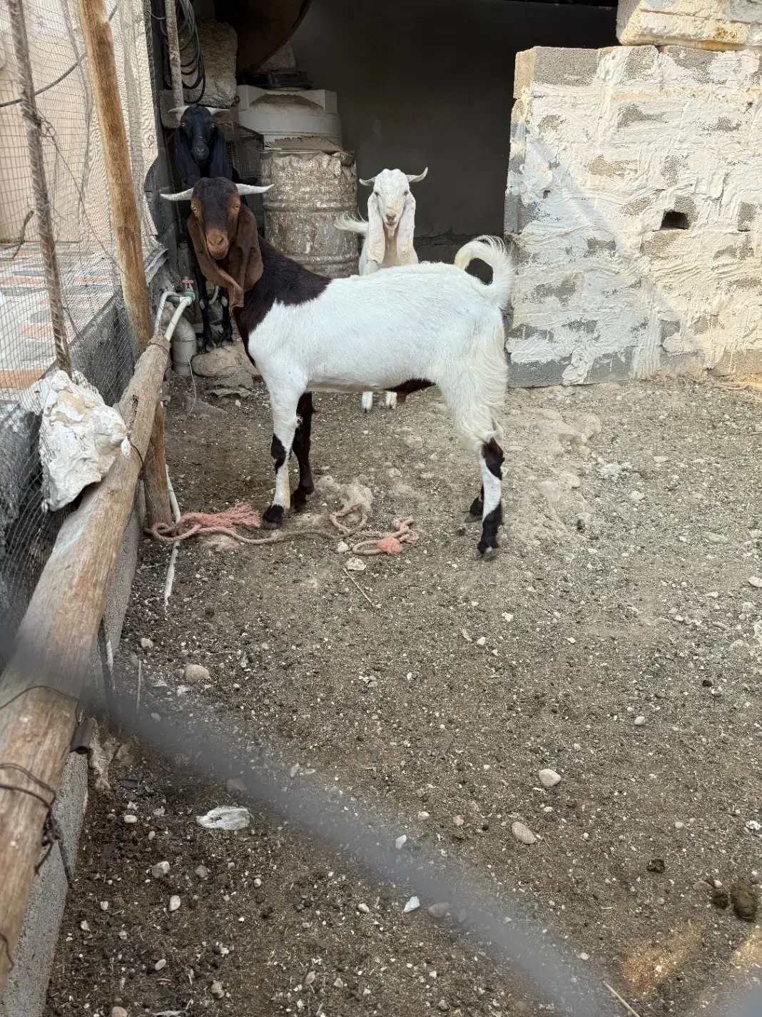 بز ، پازن|حیوانات مزرعه|بندر کنگان, |دیوار