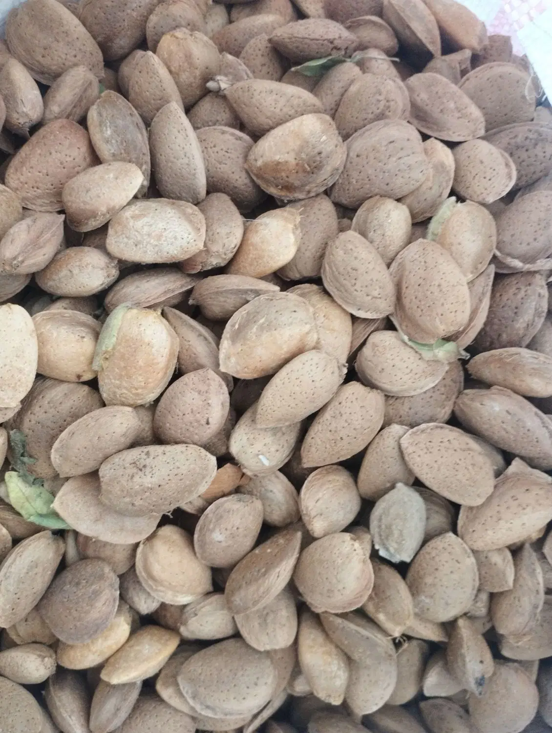 بادام|خوردنی و آشامیدنی|قزوین, |دیوار