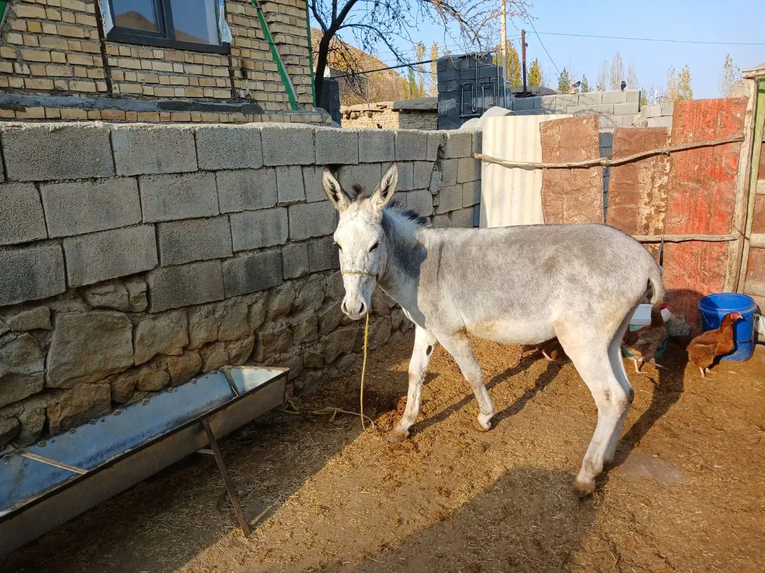 خر نر جوان|حیوانات مزرعه|کلات (خراسان), |دیوار