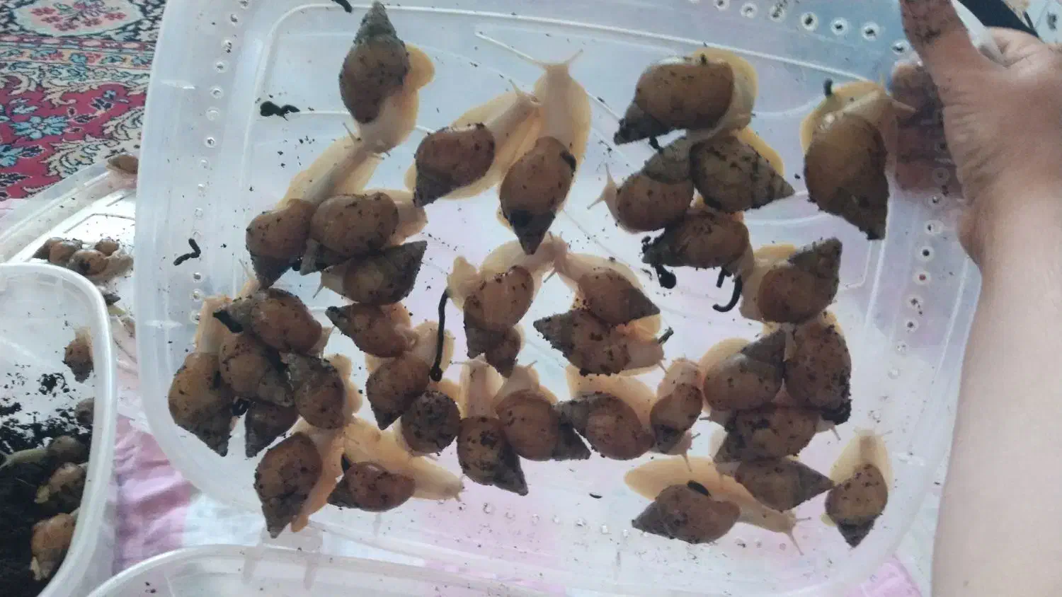 حلزون|آرایشی، بهداشتی، درمانی|پیر سلیمان, |دیوار